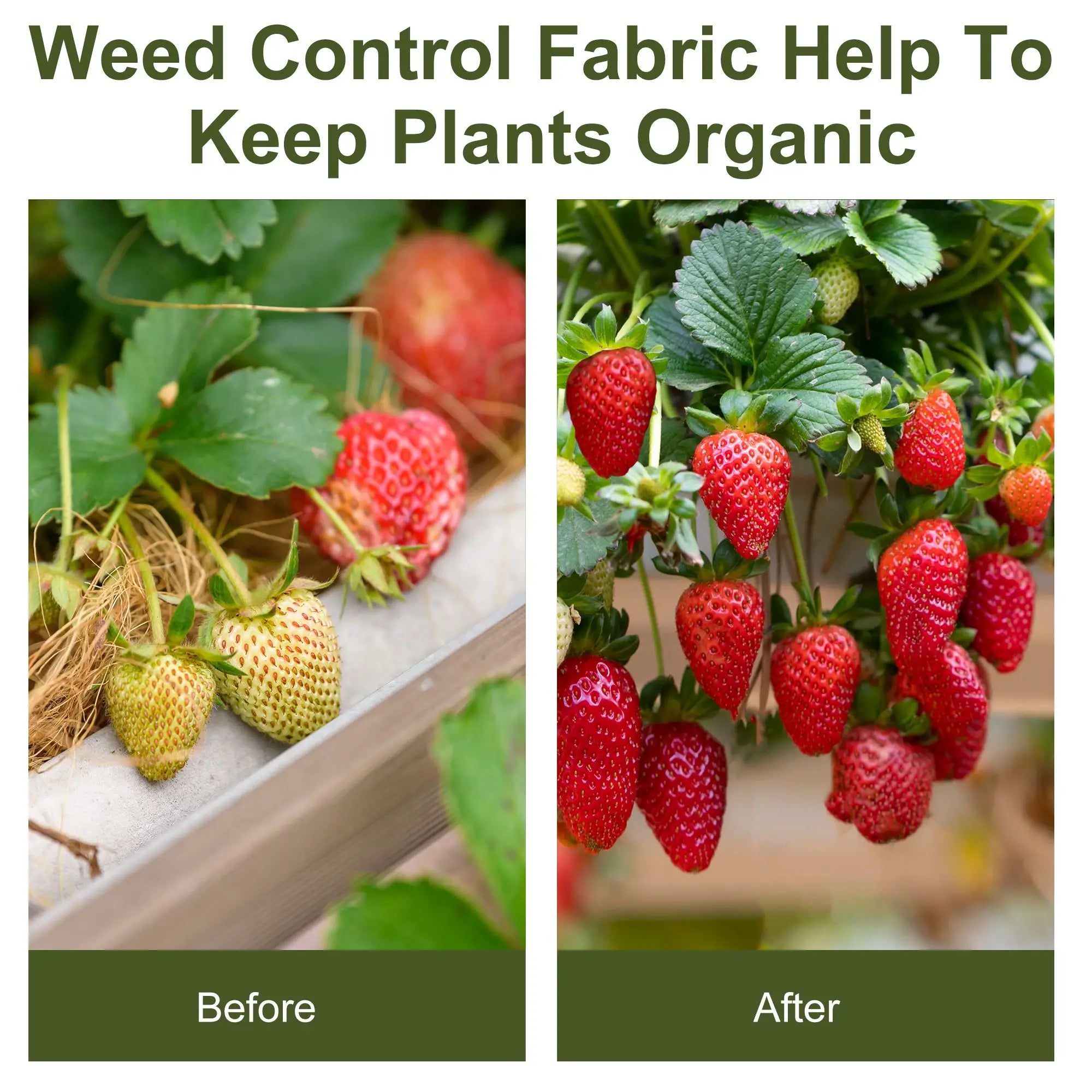 2m x 50m Weed Control Membrane, Heavy Duty Weed Control Barrier Fabric, 100gsm Ground Cover