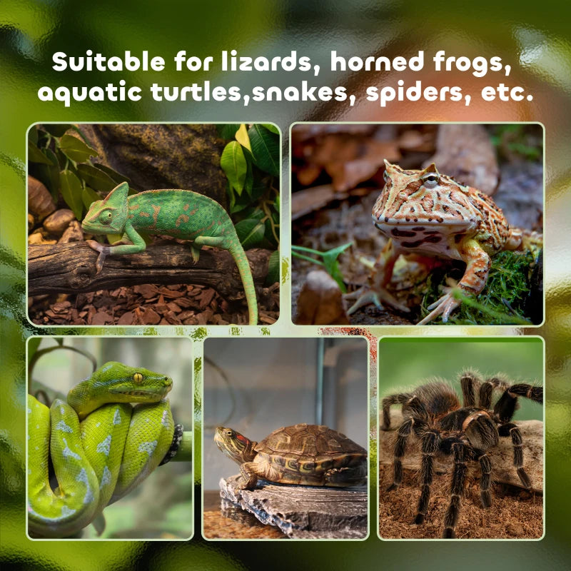 Large Glass Reptile Terrarium 50x30x35cm - Insect Breeding Tank with Thermometer for Lizards, Frogs, Snakes & Spiders